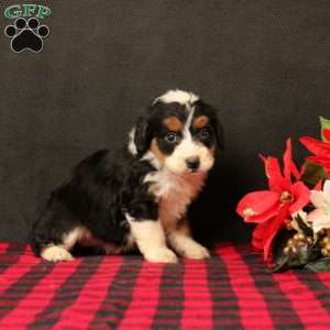 Oliviana, Mini Bernedoodle Puppy